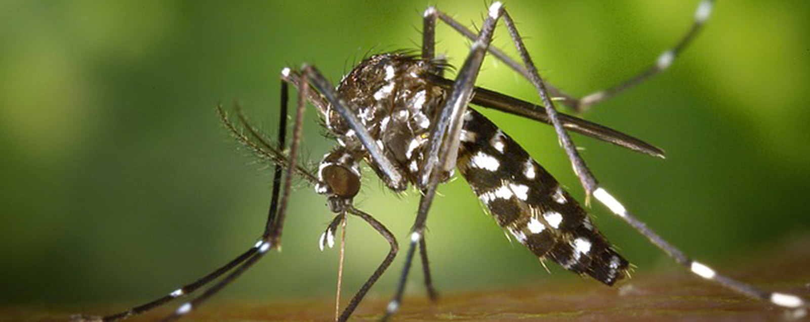Lire la suite à propos de l’article Se protéger du moustique tigre