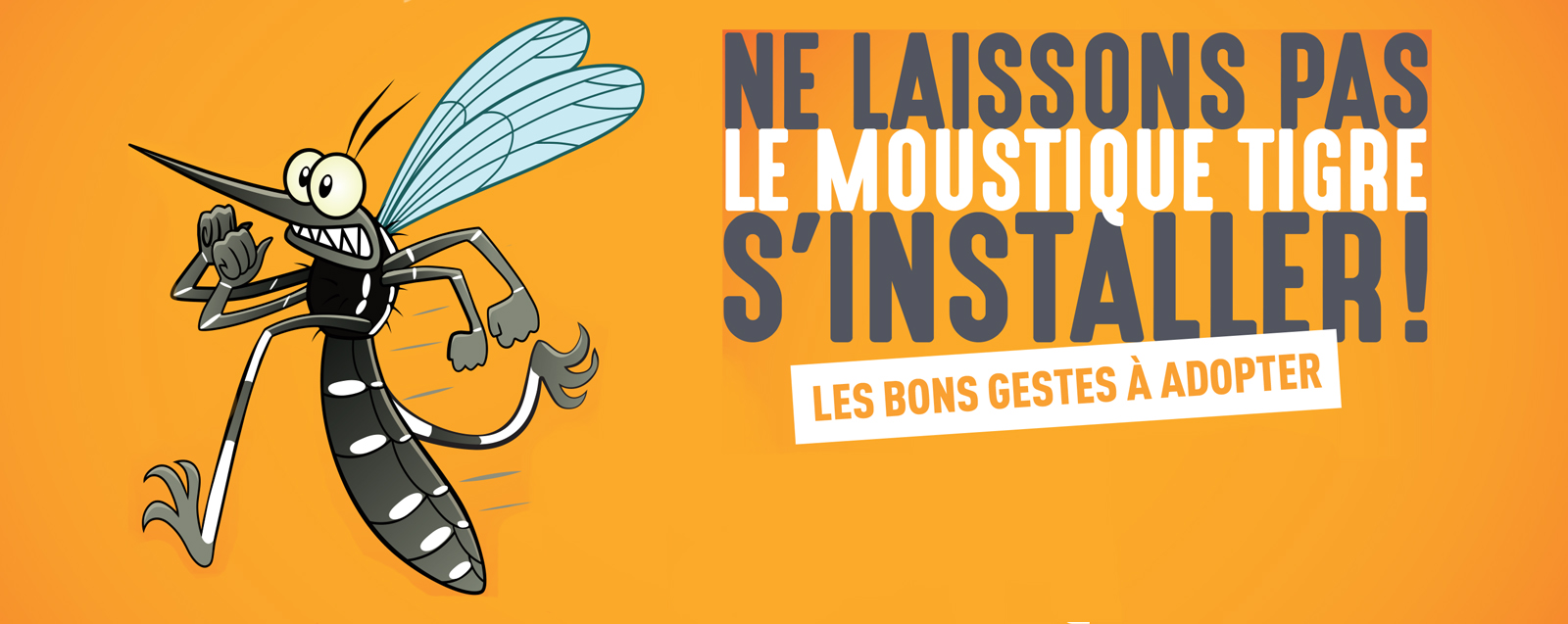 focus moustique tigre