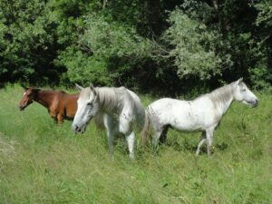 Caprice, fun et vecchia