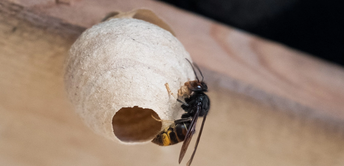 nid-primaire-frelon-asiatique-1140x550px