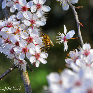 L'abeille du printemps